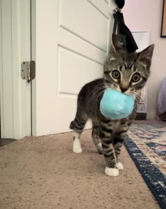 A cat walking on carpet with a blue ball in its mouth. A door and part of a rug are visible in the background.