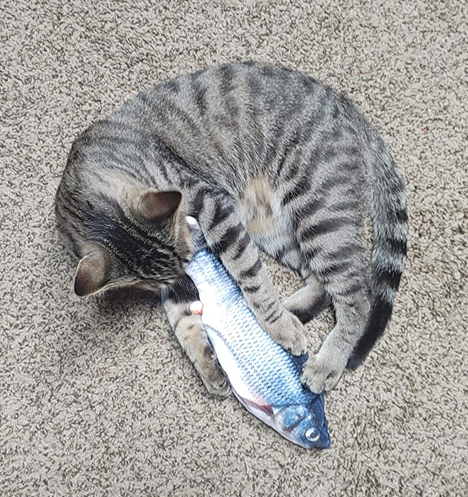 Another cat gripping the flopping fish with its mouth