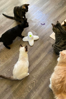 Six cats of various sizes gathered around the butterfly toy, mesmerized by its movements