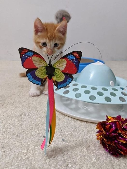 A kitten happily playing with the butterfly teaser.