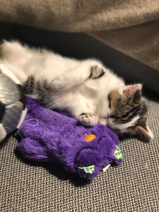 A reviewer’s kitten peacefully snuggling with the purring toy, enjoying its warmth