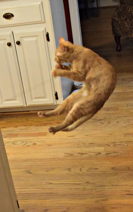 A cat leaping mid-air to catch the Cat Dancer toy