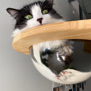 A reviewer's cat inside a clear bowl mounted with a natural wood frame