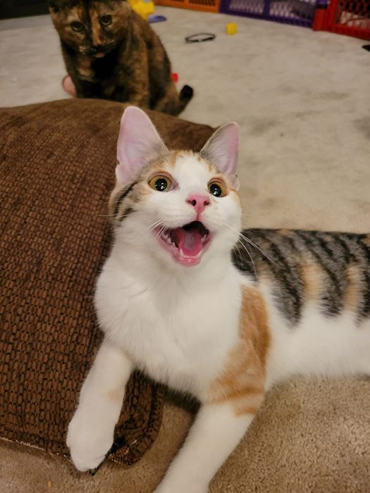 Two cats are playing indoors. One has a mostly white coat with patches of brown and black, meowing. The other, in the background, has a tortoiseshell coat.