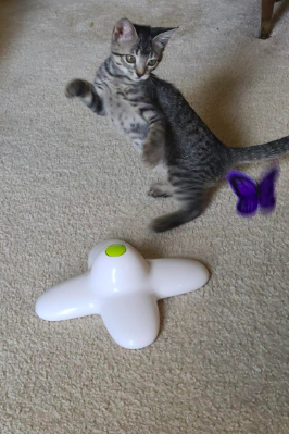 A gray kitten balancing on its hind legs, eagerly trying to catch the rotating butterfly toy