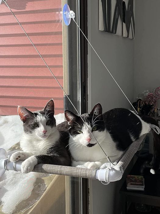 Two cats relaxing together in the window hammock