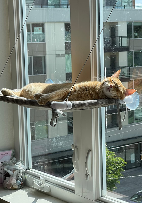 A cat napping peacefully on the suction cup hammock in a sunlit window