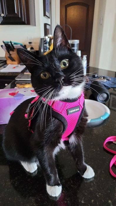 A reviewer's cat wearing the pink XS harness