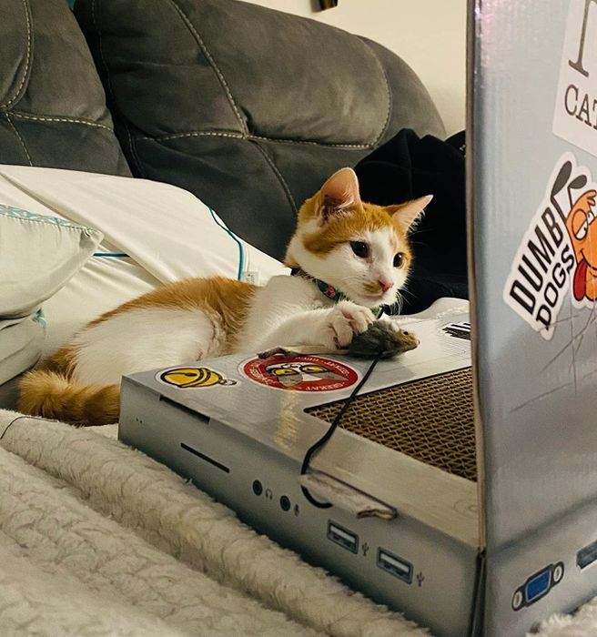 A cat lying next to a laptop-shaped scratching pad, playing with the USB.