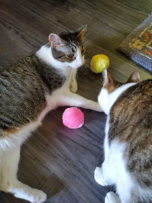 Two cats are playing on the floor with colorful balls, including pink and yellow ones, beside a textured mat.