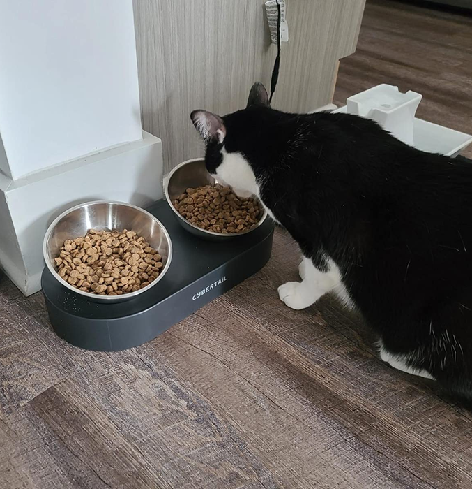 The reviewer's cat enjoying a meal from one of the elevated cat bowls