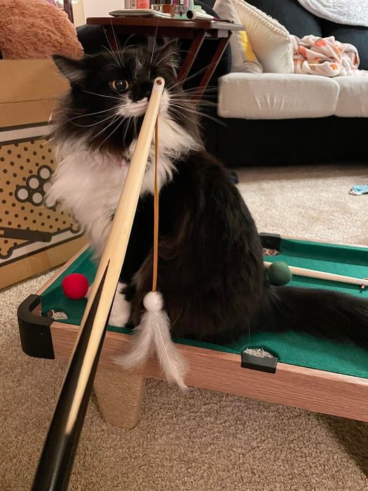 A black-and-white cat sits on a small pool table, playfully holding a pool cue with a dangling toy. This picture is part of a shopping feature.