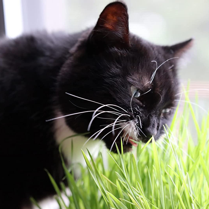 A reviewer’s cat happily munching on the cat grass.