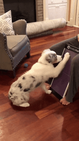 A gif of a dog using a scratch pad and being rewarded with a treat.