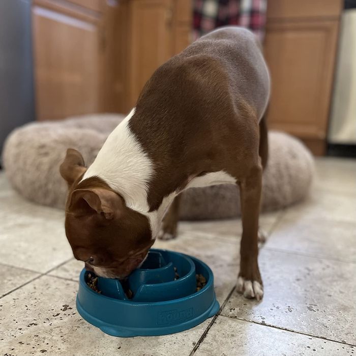 Another reviewer’s dog happily eating from the slow feeder bowl.