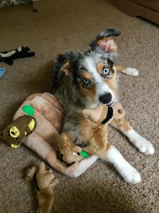 A reviewer’s photo of their dog having fun with the interactive toy.