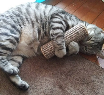 A cat gripping the rolling cat kicker toy.
