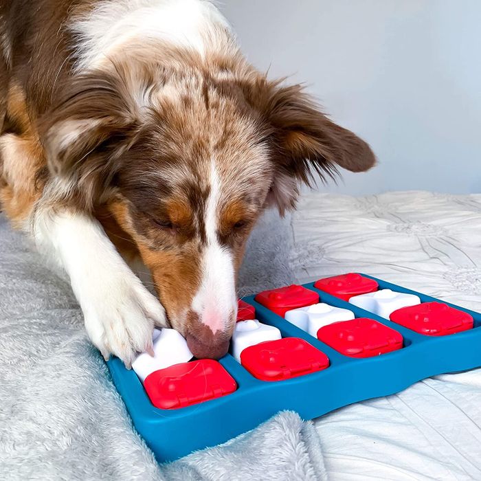 A close-up shot of a dog using the interactive puzzle tray with treats inside.