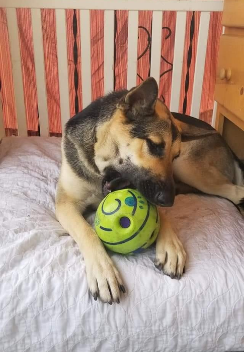 another reviewer's dog chewing on the ball
