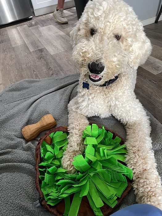 A reviewer’s Golden Doodle gazing up while enjoying the snuffle mat.