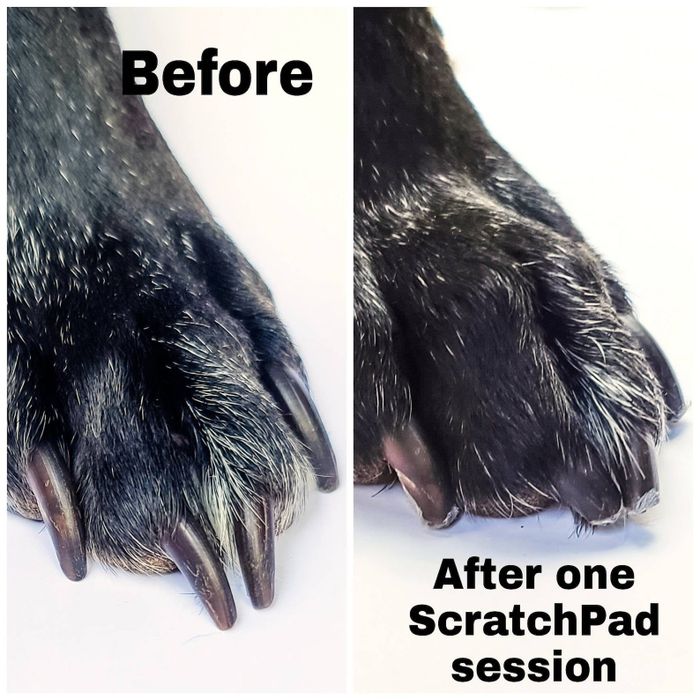 A before photo of a dog's long nails, followed by an after photo showing much shorter nails after using the scratch pad.