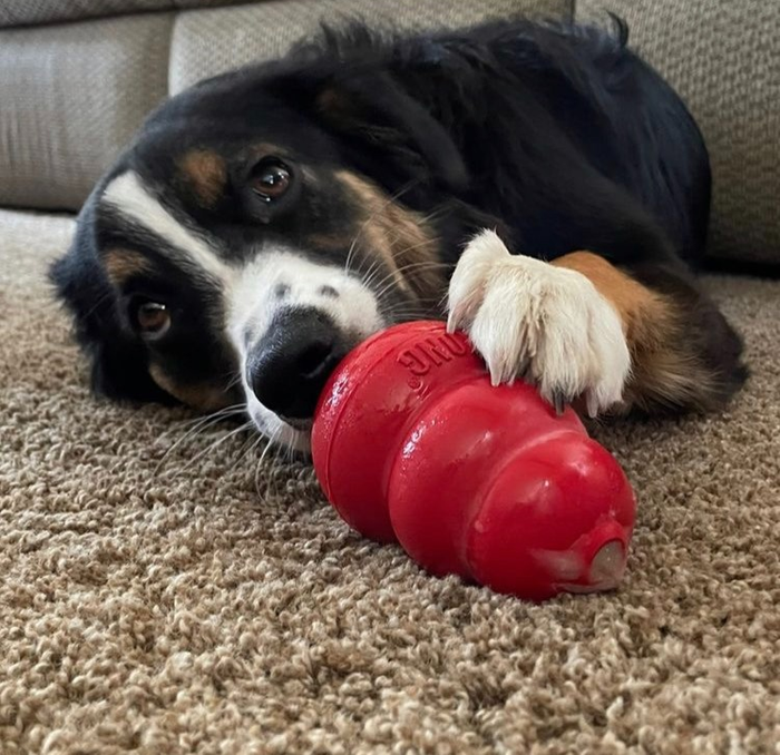 Another reviewer’s dog enjoying the medium-sized Kong toy