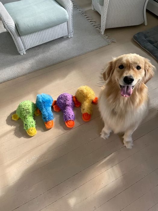 A dog sitting beside four colorful duck toys.