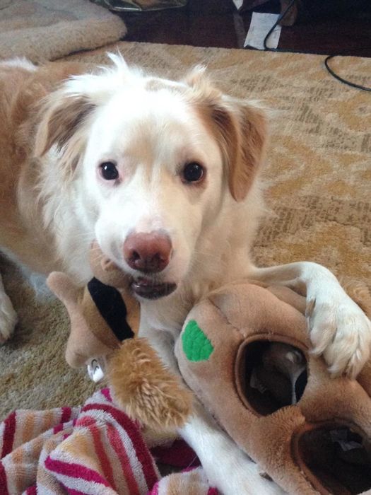 Another reviewer’s photo of their dog chewing on the interactive dog toy.
