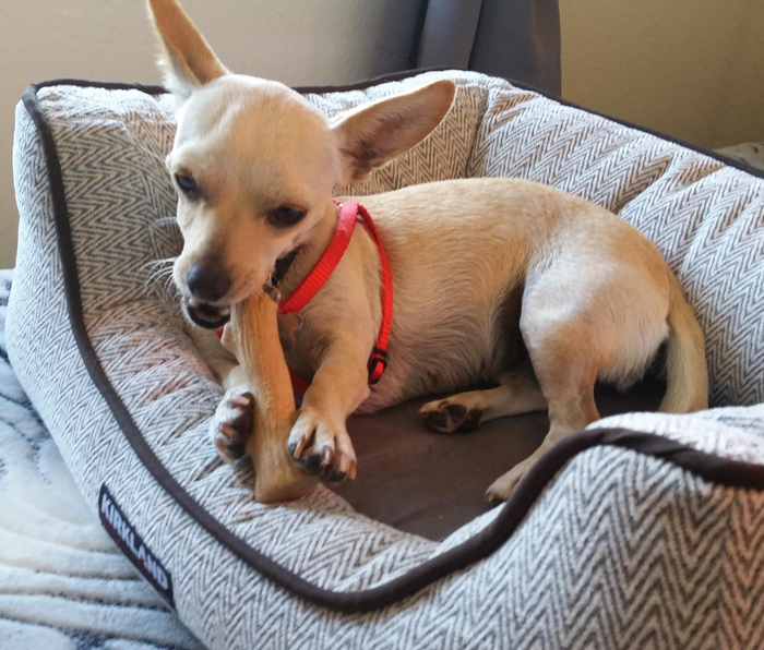 Another reviewer’s Chihuahua chewing on the small dogwood toy.