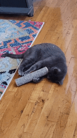 A gif showcasing Mytourer's cat having fun with a toy.