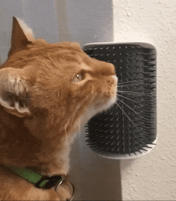 A gif featuring a cat grooming itself with a brush.