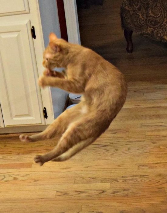 Another reviewer’s cat leaping into the air to grab the toy.