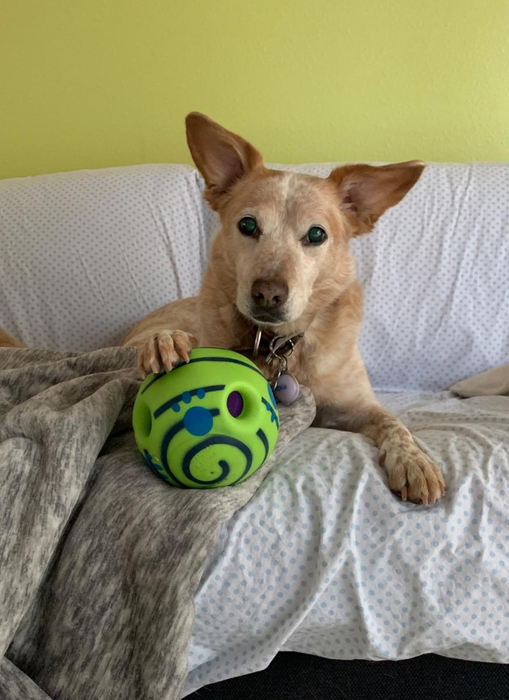 a reviewer's dog holding the ball with its paw