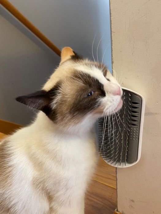 Another reviewer’s cat using a self-grooming brush.