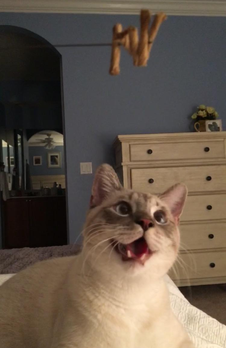 A reviewer’s cat mesmerized by the toy, looking hypnotized.