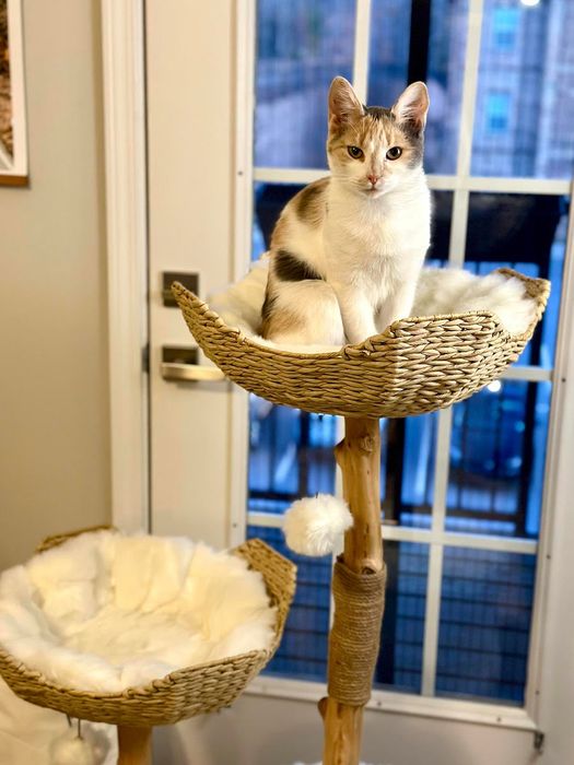 Mytourer's cat perched on the wooden cat tree.