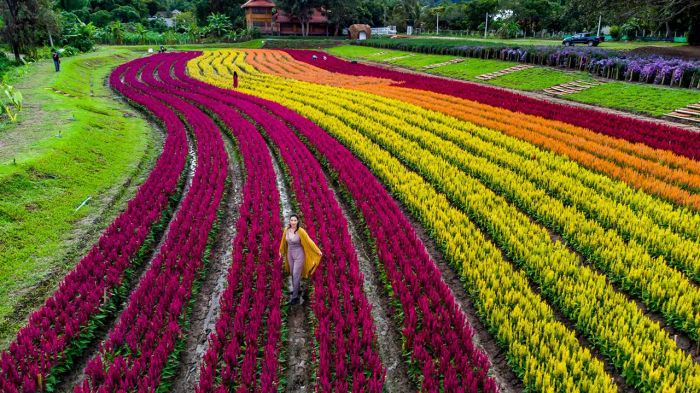 เที่ยวเชียงใหม่ ชมสวนดอกไม้ในแม่ริมที่สวยจนต้องหยุดชื่นชม