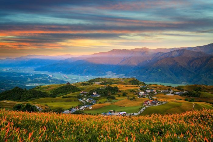 ดอกลิลลี่ที่บานสะพรั่งบนภูเขาลิ่วสือซือ เมืองฮวาเหลียน ไต้หวัน (ภาพจาก iStock)