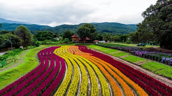 เที่ยวเชียงใหม่ ชมสวนดอกไม้ในแม่ริมที่สวยงามไม่แพ้ที่ไหน