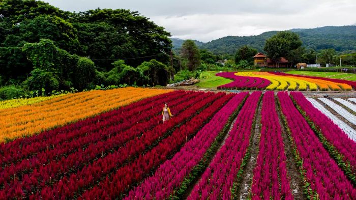 เดินทางไปเชียงใหม่เพื่อชมสวนดอกไม้ในแม่ริมที่งดงามจนตะลึง