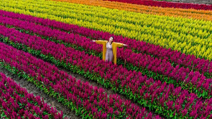 เที่ยวเชียงใหม่ ชมความงามของสวนดอกไม้แม่ริมที่ยิ่งใหญ่