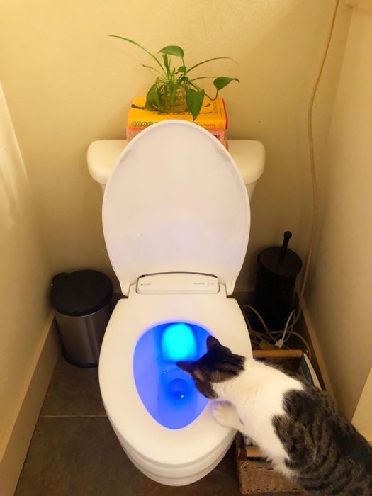 The heated seat installed on a toilet, with the light on and a curious cat looking inside