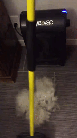 A reviewer demonstrates sweeping dog hair directly into the EyeVac stationary vacuum