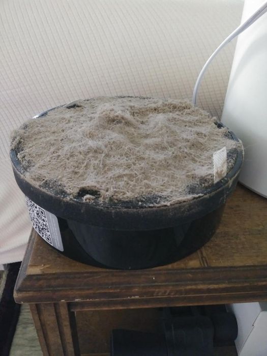 Air purifier filter covered in dust