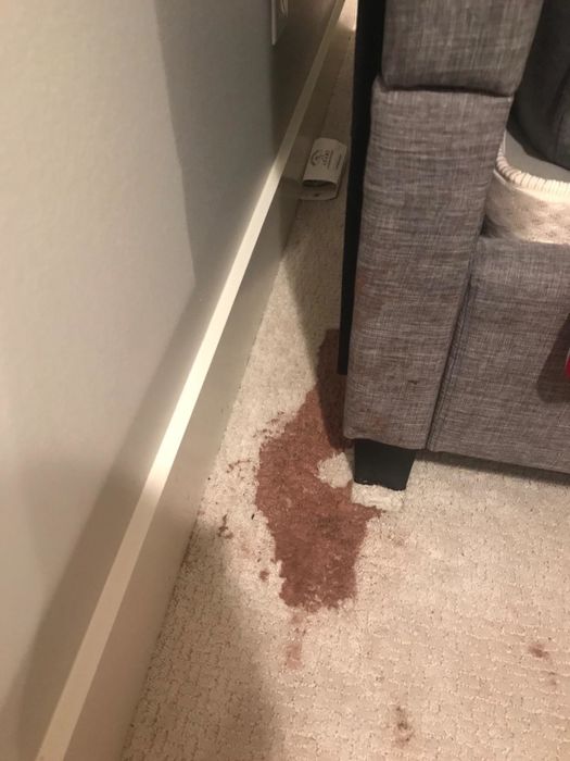 A cream-colored carpet with a large, dark brown stain from chocolate milk