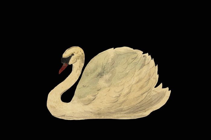 An illustration of a swan elegantly floating with its head gently lowered, set against a solid black background