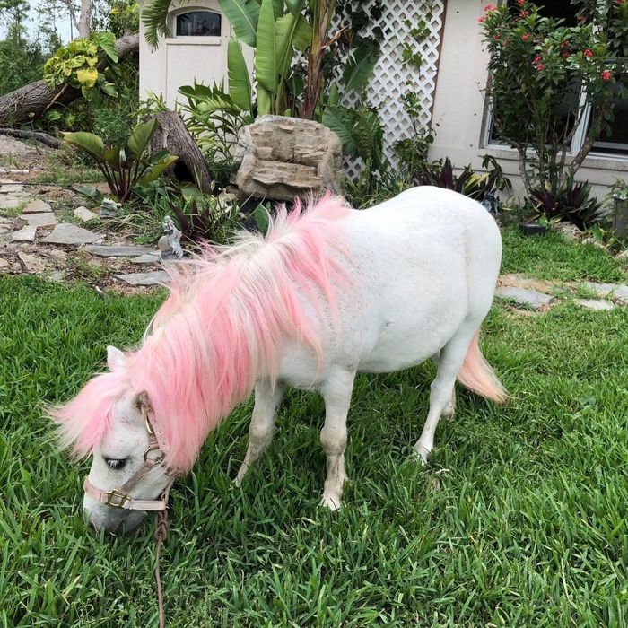 a pony, yes an actual pony, with beautifully dyed pink hair