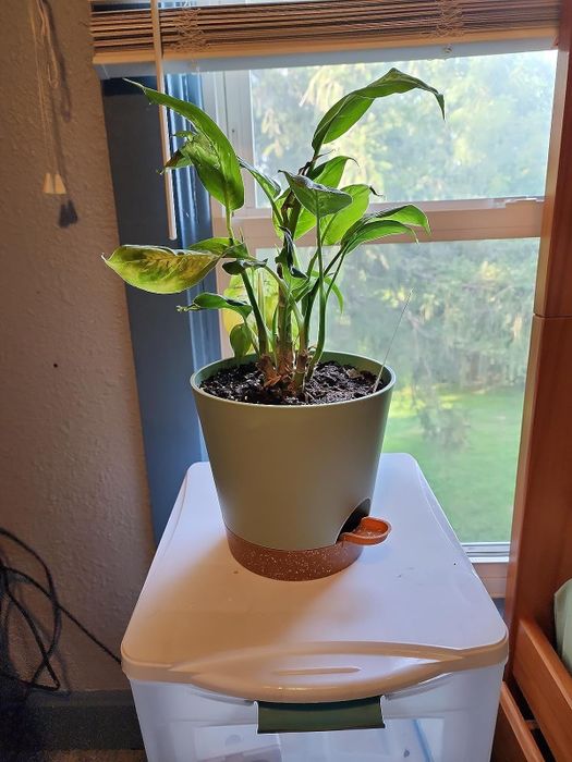 the blue planter