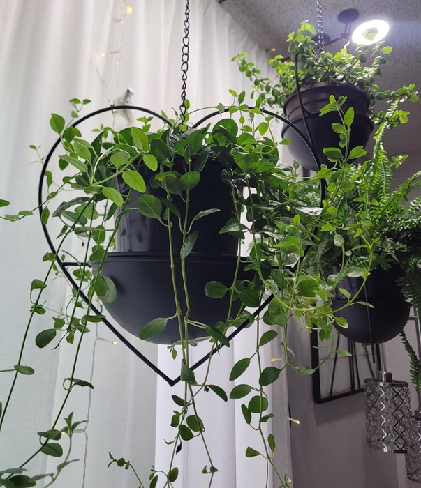 Hanging plants in stylish black pots, including a heart-shaped one, with cascading greenery.