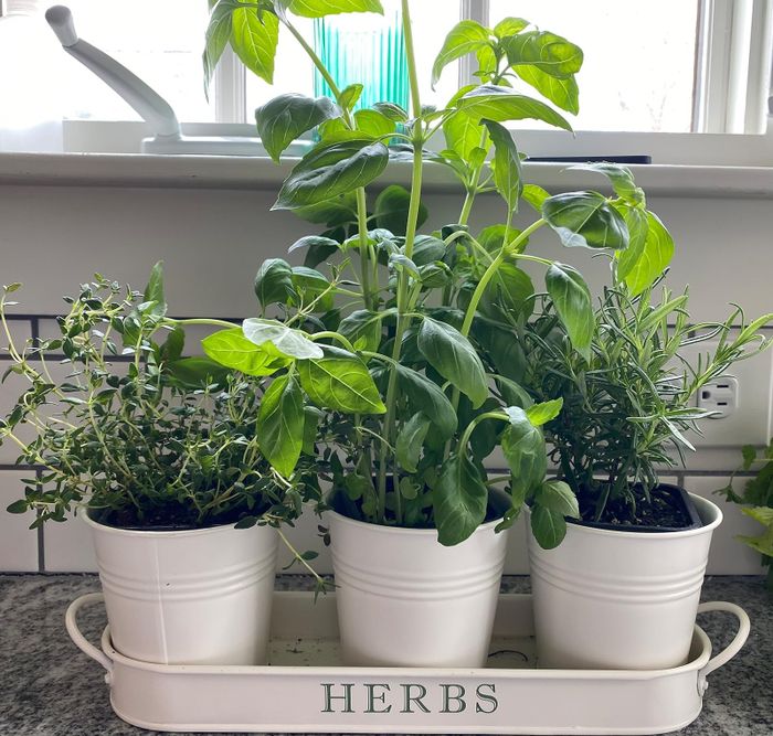 three white pots on a tray labeled 'herbs' with plants inside